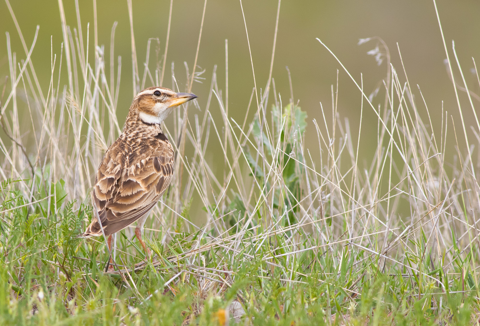 Calandra Lark